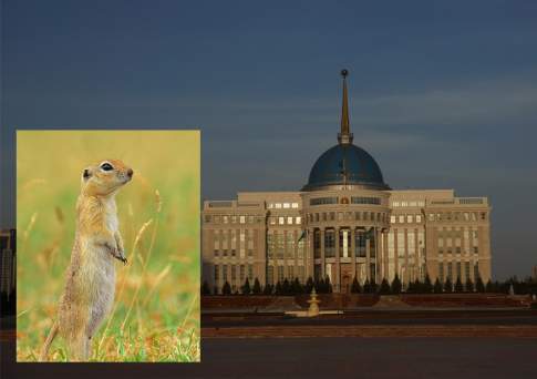 Беличья горячка